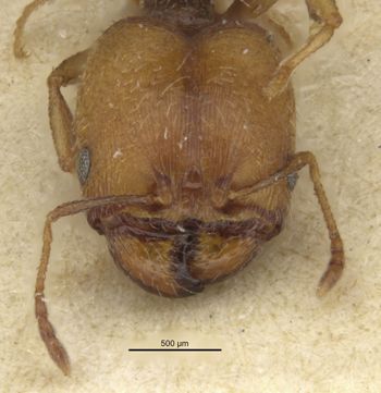 Media type: image;   Entomology 20726 Aspect: head frontal view